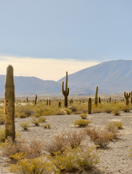 excursión privada desde Salta a Cachi